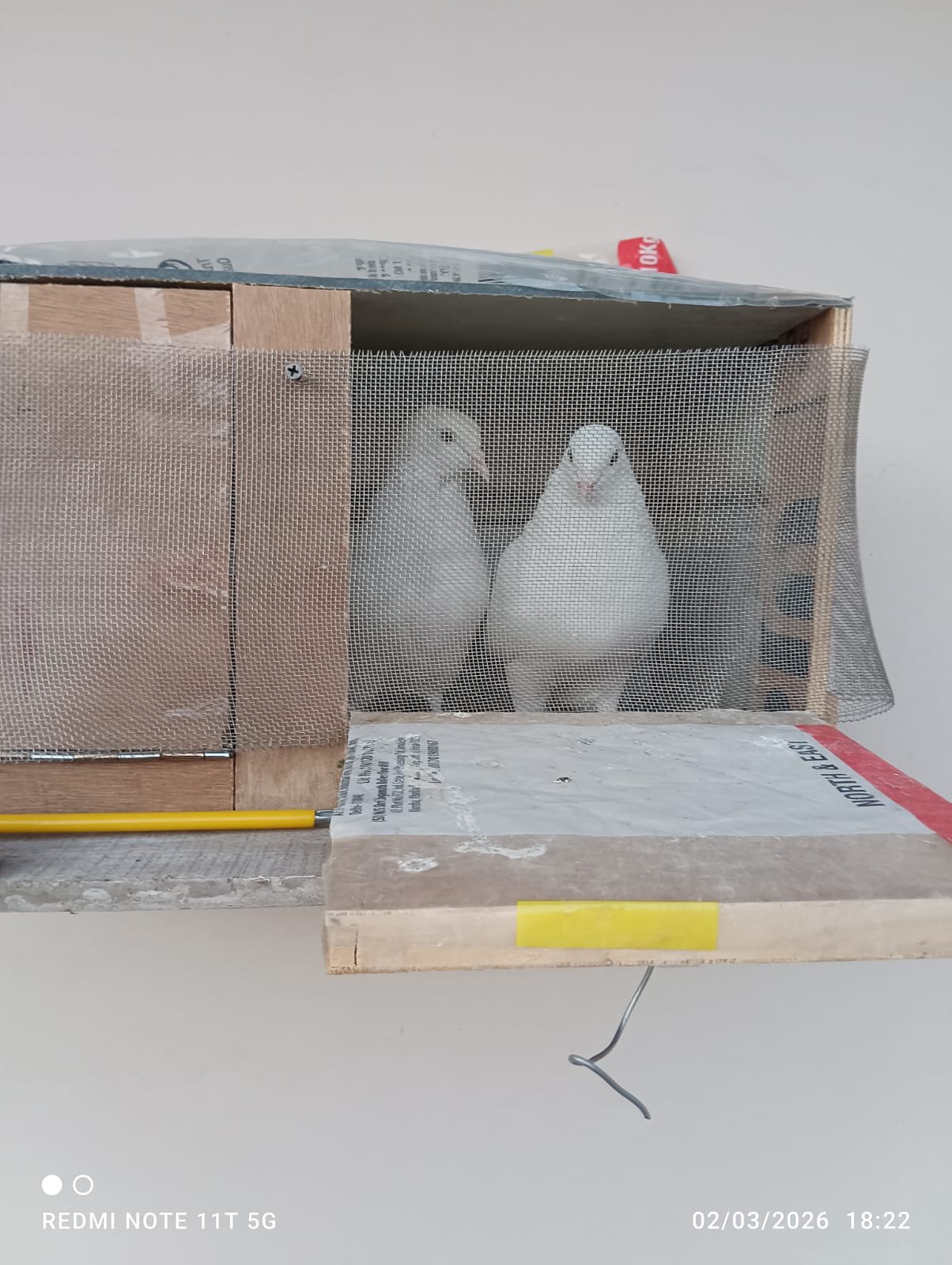 Photo of The Pigeons