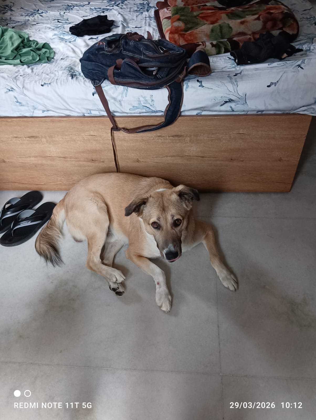 Photo of Simba