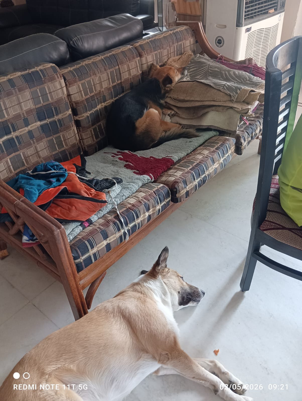 Both dogs together πΎ