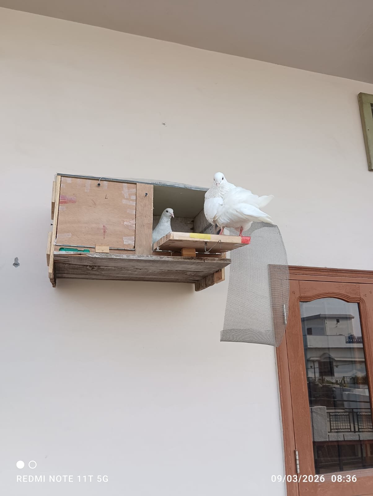 The pigeons in their palace π¦