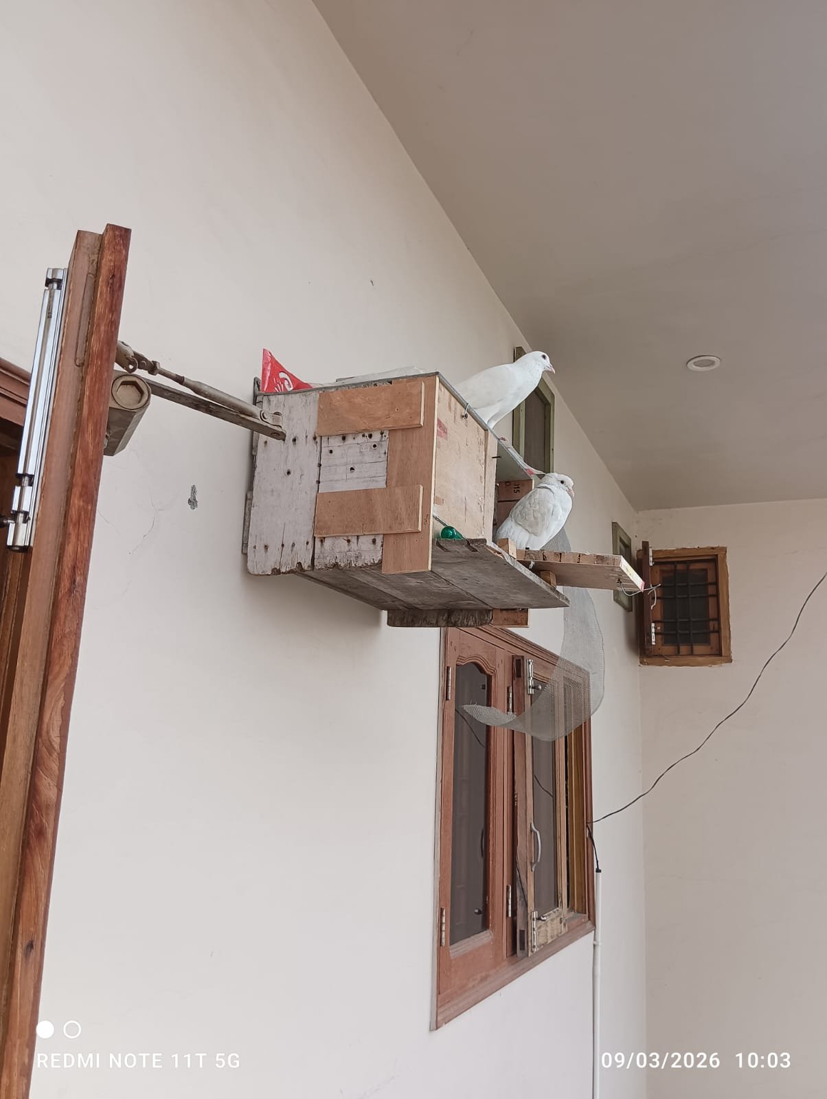 Pigeon lookout duty π¦